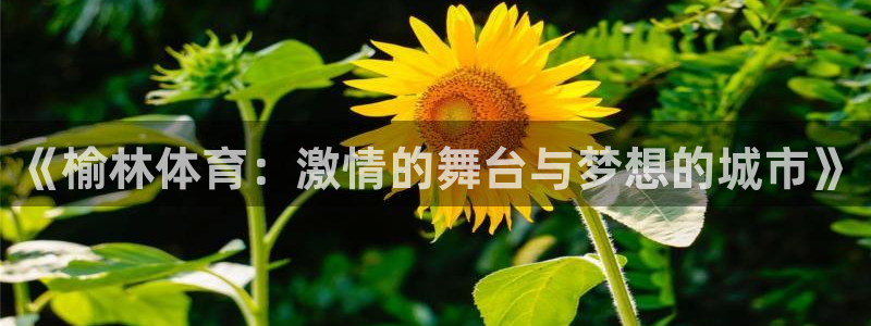 《榆林体育：激情的舞台与梦想的城市》